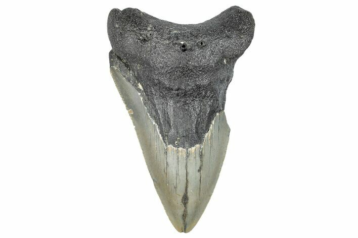 Bargain, Fossil Megalodon Tooth - Serrated Blade #295416